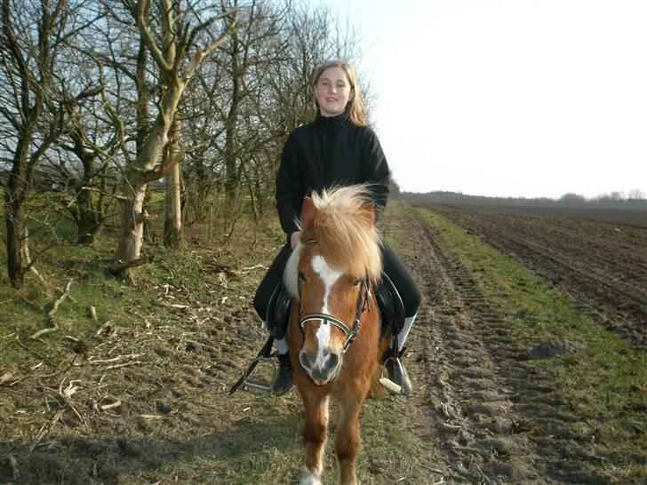 Shetlænder Lotte <3 #R.I.P :'/ # - Smukke og Jeg på tur<3 elsker dig<3 (L) billede 8