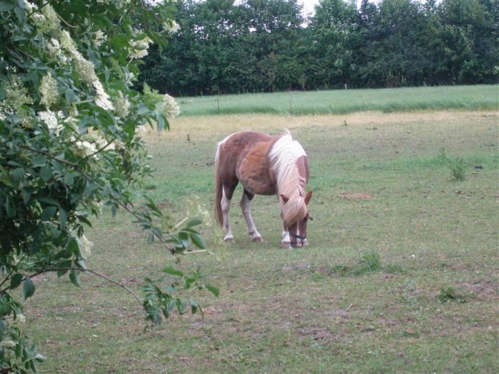 Shetlænder Lotte <3 #R.I.P :'/ # - min smukke pony<3  kæft man, hvor jeg elsker dig højt<3 min´elskede´pony´ever<3 billede 9