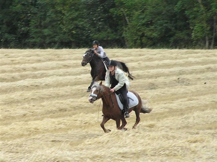 Welsh Mountain (sec A) Sabine (solgt) - "I can still recall our last summer, I still see it all. Walks along the Seine, laughing in the rain, our last summer - memories that remain."                                         Markgalop hjemme ved mig d. 6/8-08 :´) <3 billede 19