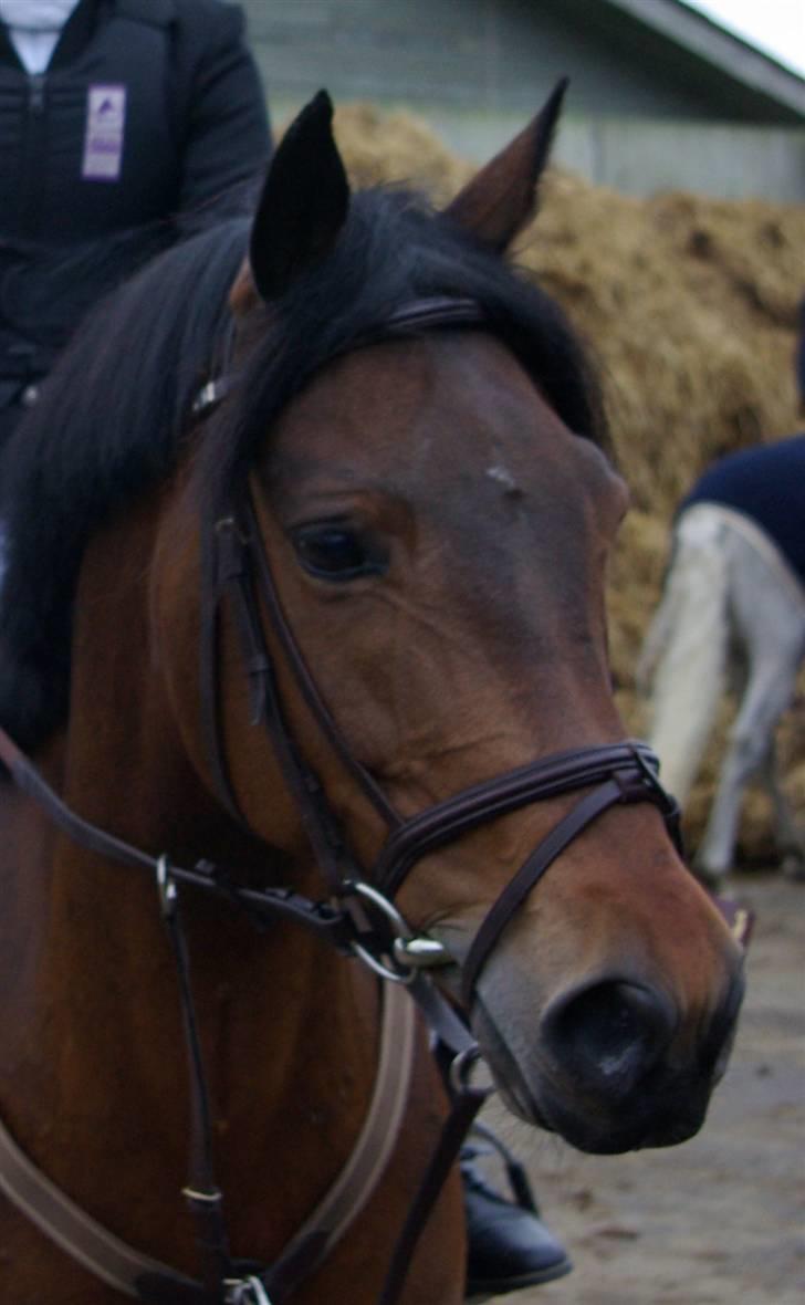 New Forest Balarina<3 - SOLGT :'/ - den smukke og mig, lige inden vi skal ind i LBén :) billede 10