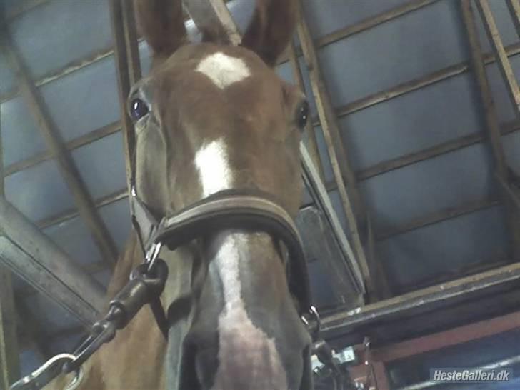 Mecklenburger Godus 2 billede 2