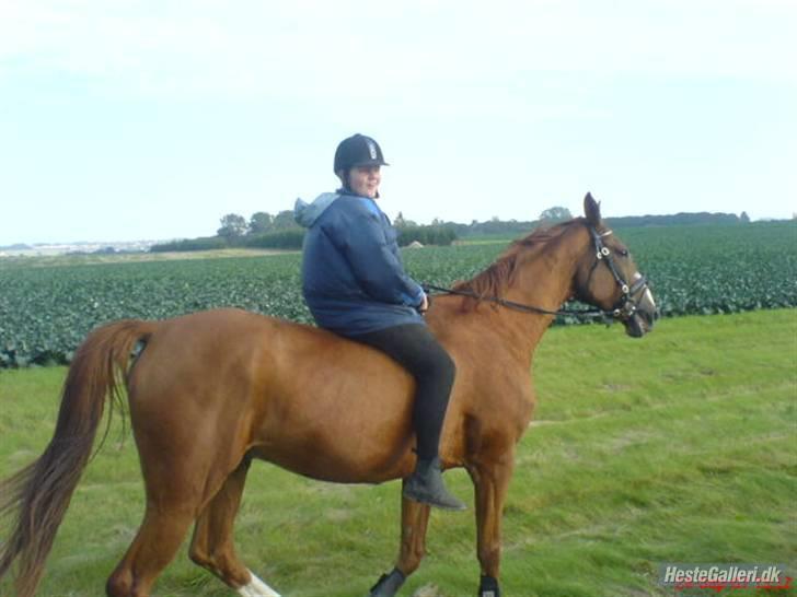 Mecklenburger Godus 2 billede 3