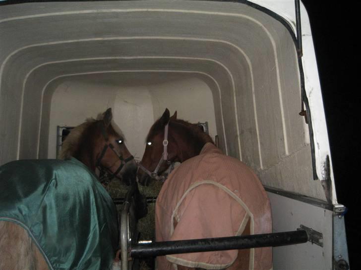 Haflinger Rocky - tidl. passer :'( - rocky :´( billede 15