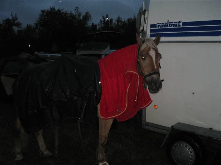 Haflinger Rocky - tidl. passer :'( - rocky :´( billede 16