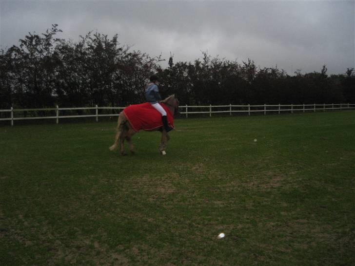 Haflinger Rocky - tidl. passer :'( - rocky :´( billede 17