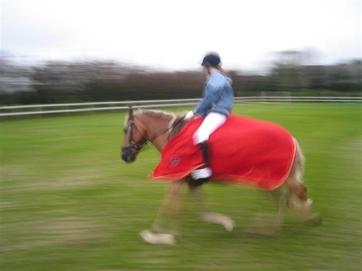 Haflinger Rocky - tidl. passer :'( - rocky :´( billede 19