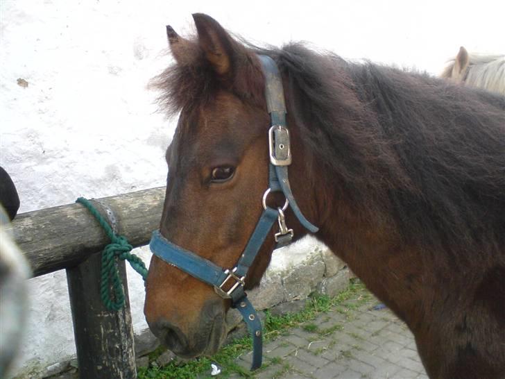 Anden særlig race Bastian "SAVNET" - uhh se hvor lækker jeg er<3<3 billede 5