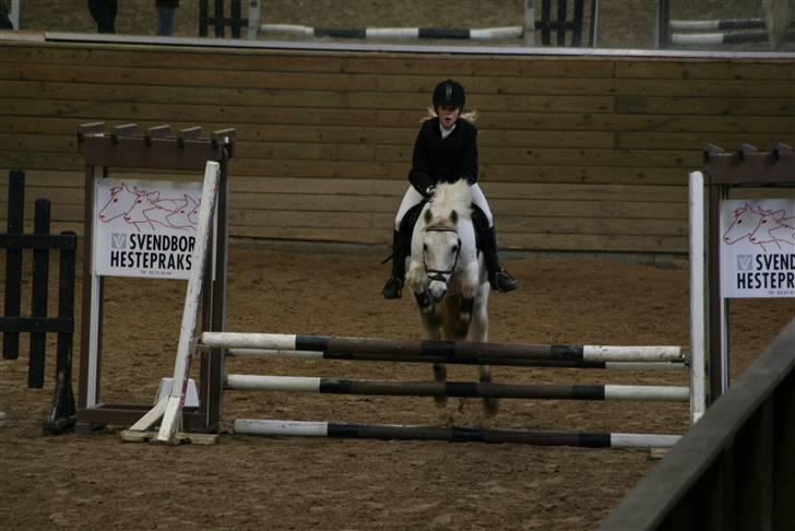 Anden særlig race MOULTONS PATRICK  - ! jeg hopper bare alt!! jeg er perfekt!! all peopel love me! foto jacqueline billede 5