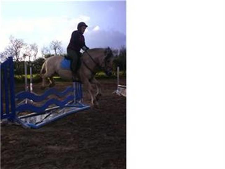 Fjordhest Risbjerggårds abanos billede 18