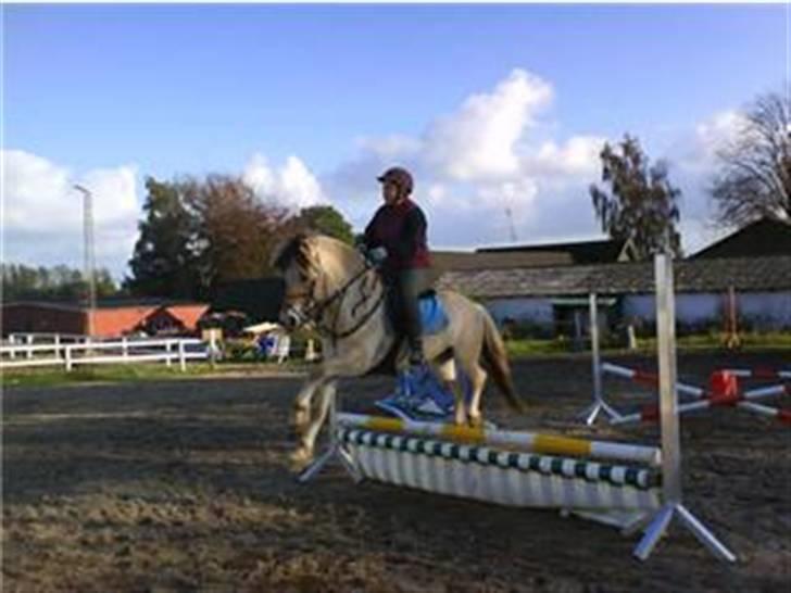 Fjordhest Risbjerggårds abanos billede 19