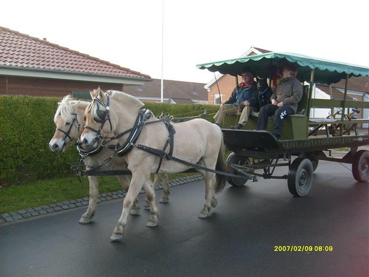 Fjordhest Risbjerggårds abanos - Abanos og lisette for vognen billede 20