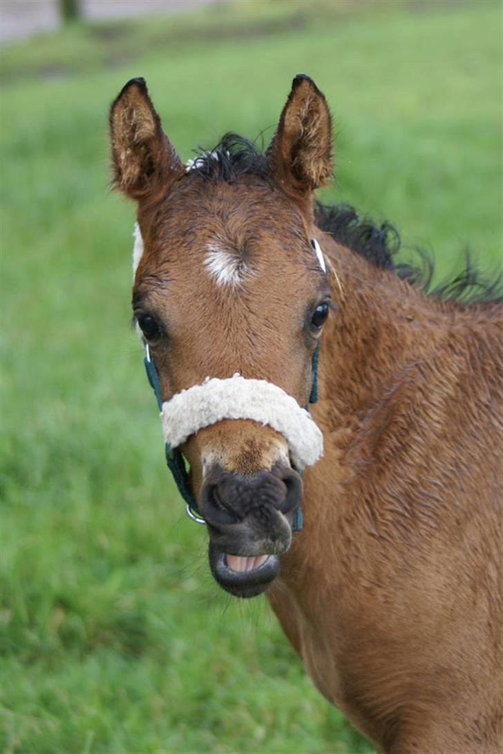 DSP Moonjam´s Mr. Sunshine billede 1