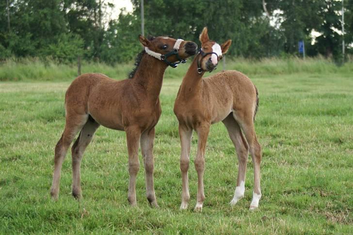 DSP Moonjam´s Mr. Sunshine - Sunshine og Princess billede 2