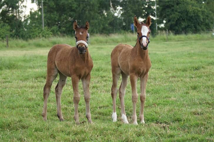 DSP Moonjam´s Mr. Sunshine billede 3