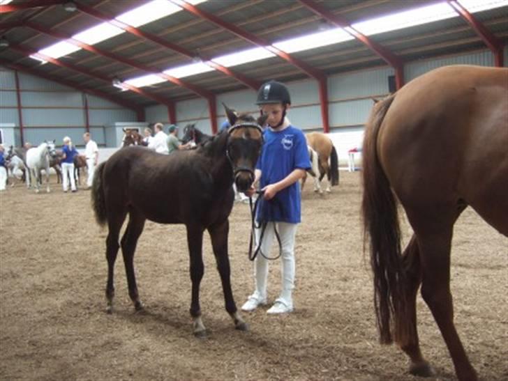 DSP Moonjam´s Mr. Sunshine - DSP´s følskue 2007 billede 4