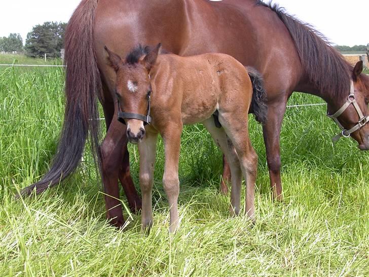 DSP Moonjam´s Mr. Sunshine - Sunshine ca. 1 uge gammel billede 5