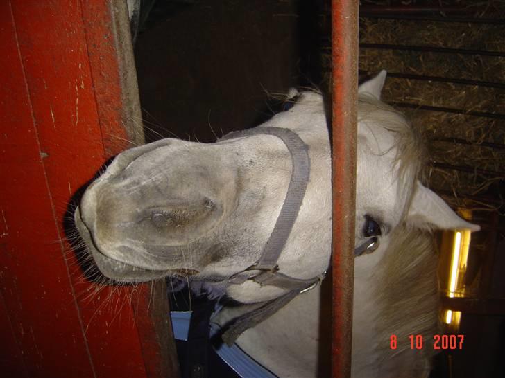 Connemara pilgaard`s silver stone  billede 15