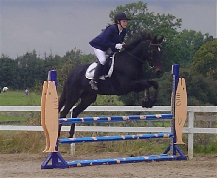 Dansk Varmblod Dynamit *R.I.P* - Spring RVV i september. mig på ryggen billede 19