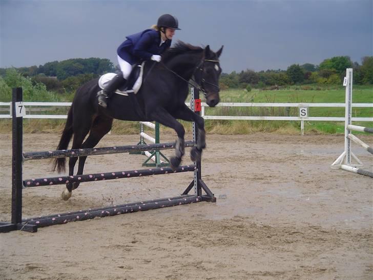 Dansk Varmblod Dynamit *R.I.P* - spring RVV i september. mig på ryggen billede 20