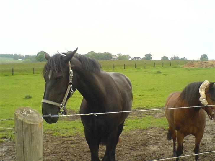 Oldenborg R.I.P Dina af bækkeskov billede 13