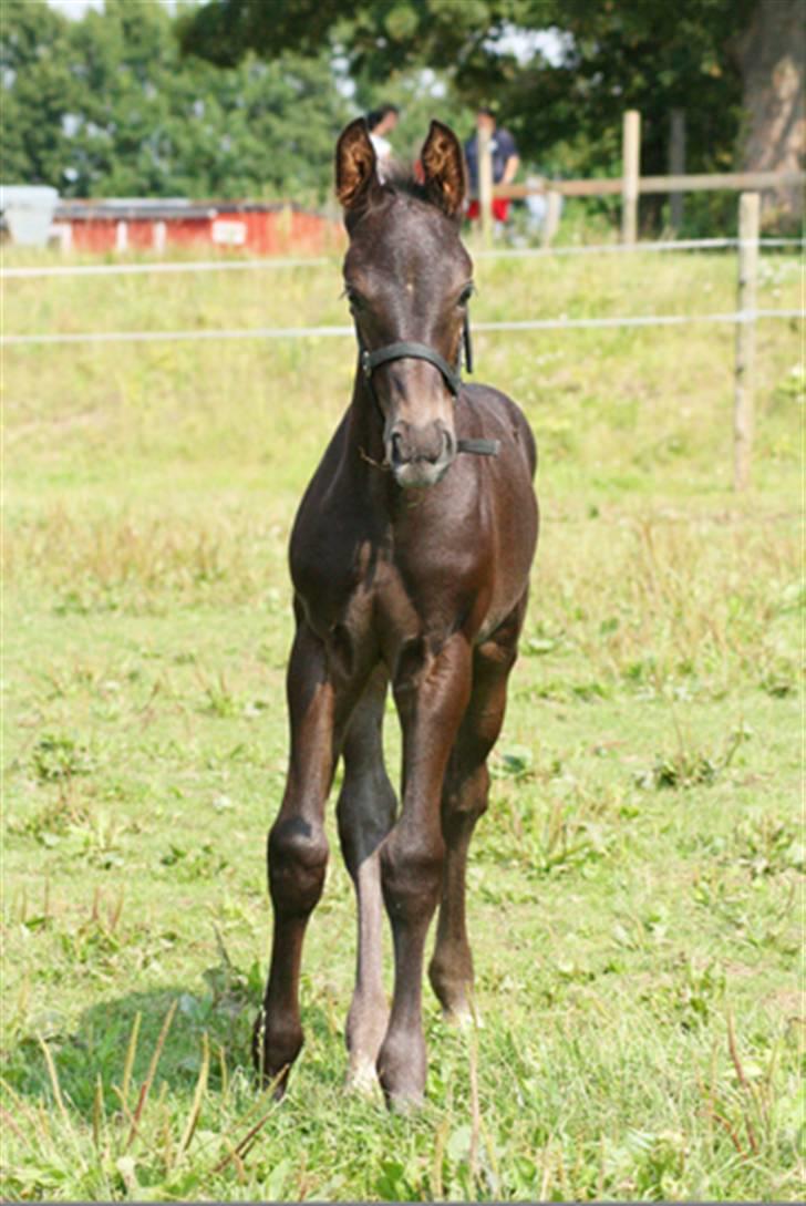 Oldenborg Max Delight - *R.I.P.* - Hvad er du for én? billede 2