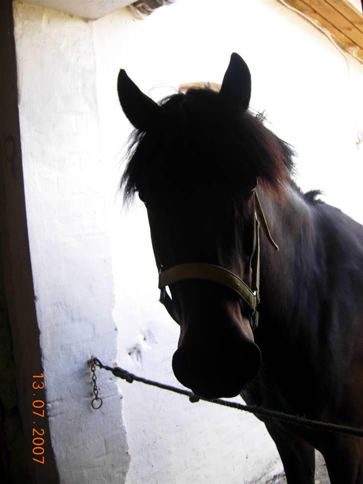 Tysk Sportspony Nero276{R.I.P} - nu vil jeg gerne ind... ;) billede 10