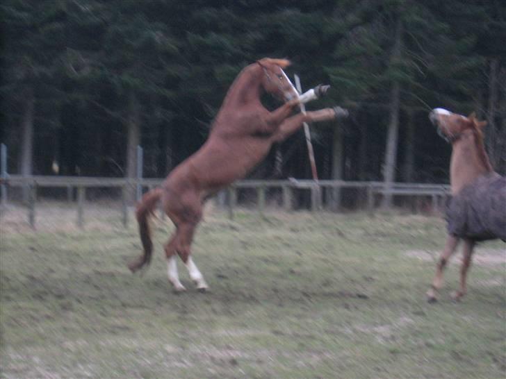 Dansk Varmblod Oliver  - Oliver er en vildhest :P Han smider forbene :D billede 8