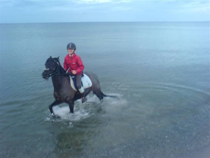 Anden særlig race Vestergårds Silver Black B-pony - uuuh! vandet er koldt.... billede 3