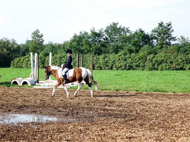 Pinto Sandy  ¤SOLGT¤ billede 3