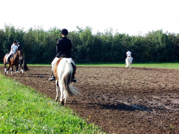 Pinto Sandy  ¤SOLGT¤ - lækker numse skat<3 billede 4