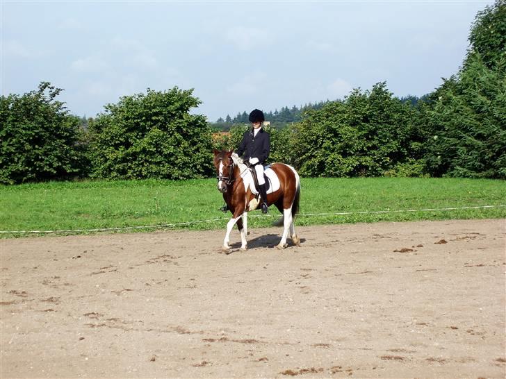 Pinto Sandy  ¤SOLGT¤ - i hiri <3 Supersød.. billede 5