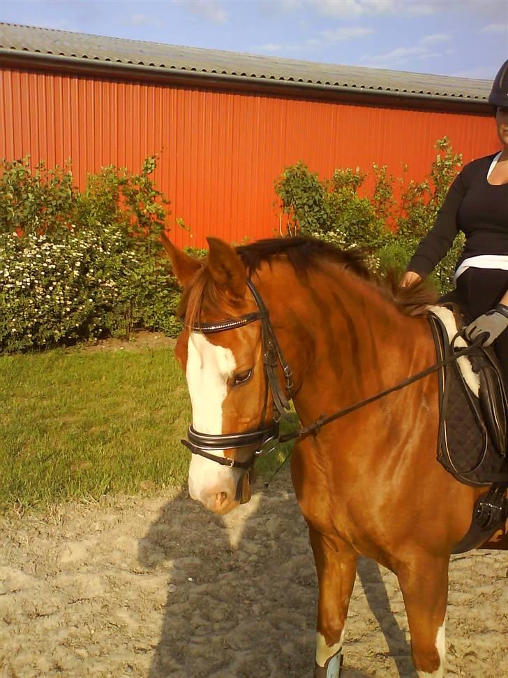Anden særlig race Paw den dejlige...<3 billede 17