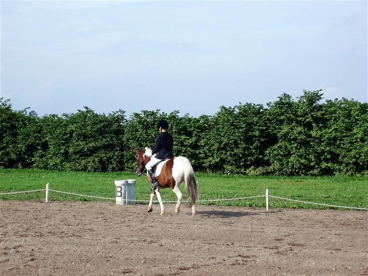 Pinto Sandy  ¤SOLGT¤ - igen, lidt dårlig billede, men jeg syntes det skulle med<3 billede 6