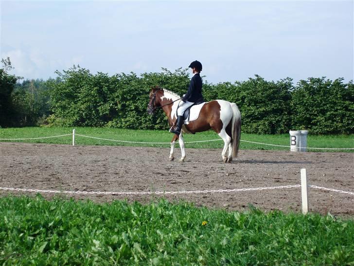 Pinto Sandy  ¤SOLGT¤ - Indridning til Parade<3 (hehe, ikk helt så godt;D) billede 7