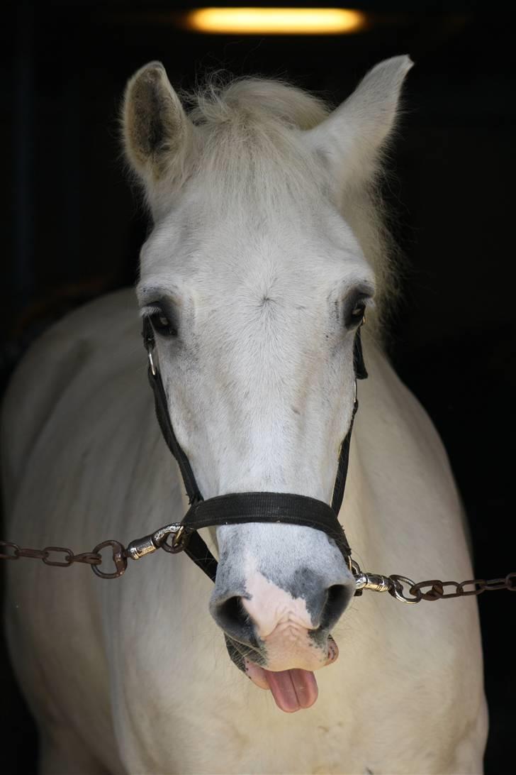 Anden særlig race Hugo (tidl. passer)  - du kan altid få mig til at smile :´)  foto: tak ABSO billede 1