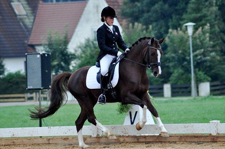 DSP Vasehøjs Kashi *A-Pony* - Babenhausen, Tyskland billede 18