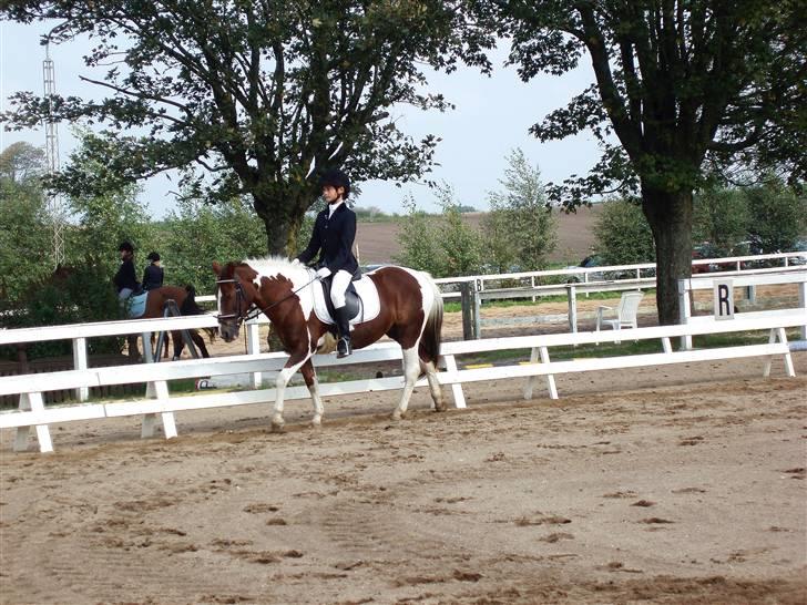 Pinto Sandy  ¤SOLGT¤ - Til stævne på Lind, i en skridtvolte for længere tøjler, vi fik en 3.:) billede 9