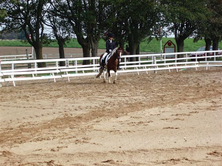 Pinto Sandy  ¤SOLGT¤ - Jeg elsker det her billede, hun går så fint syntes jeg<3 billede 10