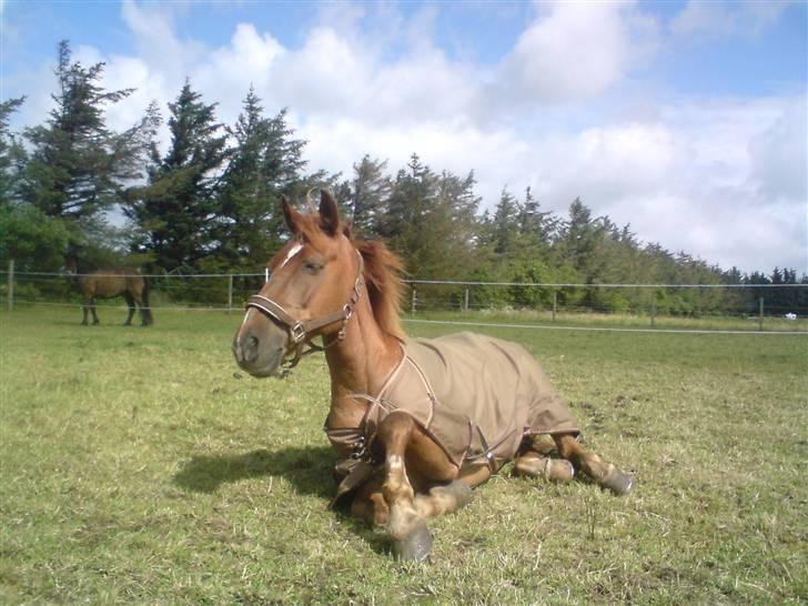 Anden særlig race  * Simon *   (Solgt) :'(  billede 18