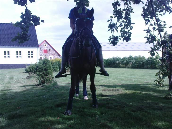 Anden særlig race Fabian - Her ligner han en blanding imellem en gris og et æsel.. Men han er nu sød (´: I haven efter træning, hvor han bare var meeega god :´D ILU! <3 billede 12