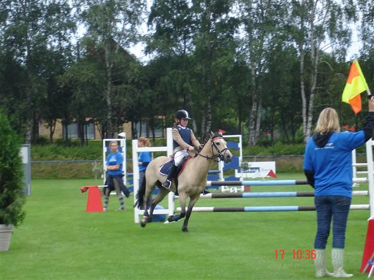 Irsk Sportspony Dun Destiny (DØD 2006) billede 3