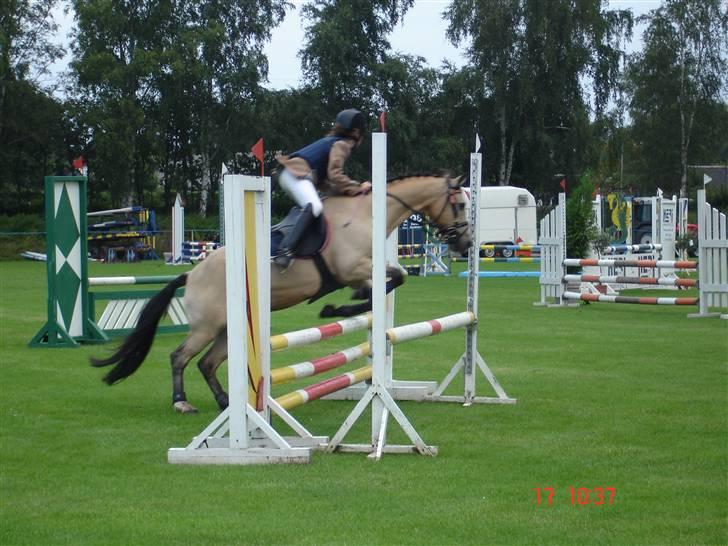 Irsk Sportspony Dun Destiny (DØD 2006) billede 4