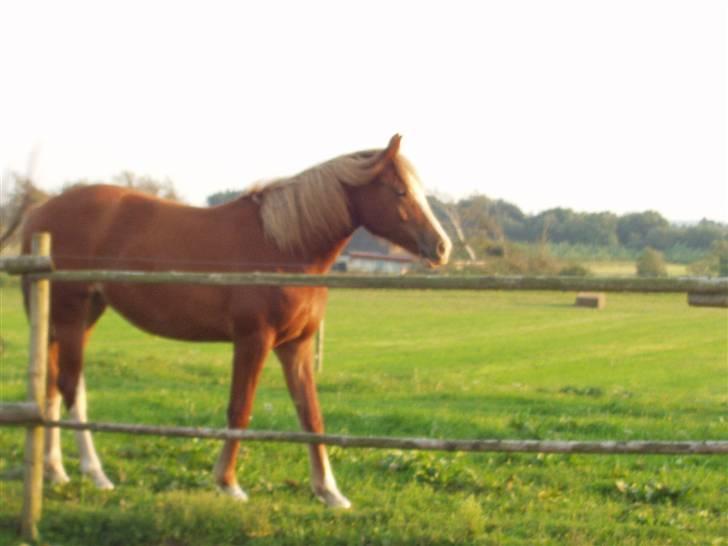 Anden særlig race Miss Breeze - her er breeze på mark.. foto: Marianne billede 15