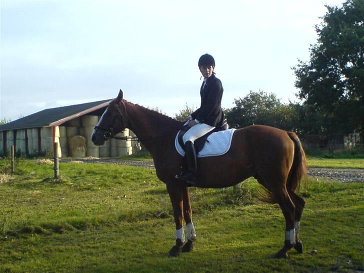 Dansk Varmblod Ascot *solgt* :'( <3 - smilla og ascot til lille stævne billede 2