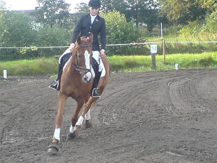 Dansk Varmblod Ascot *solgt* :'( <3 - igen til lille stævne billede 3
