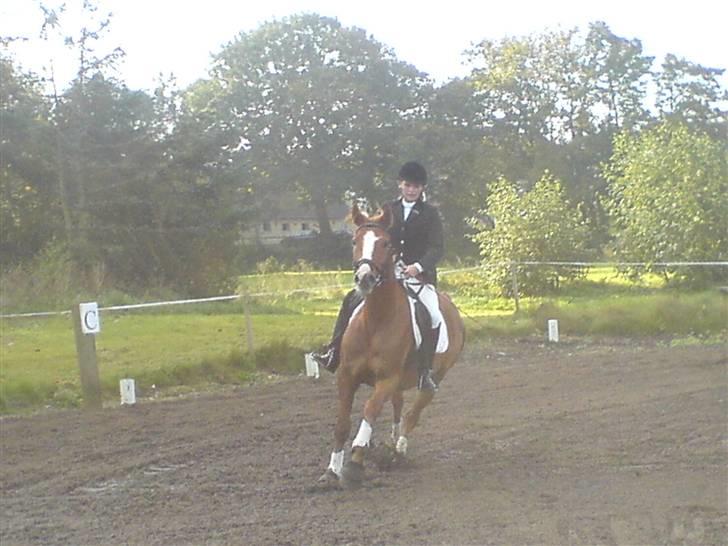 Dansk Varmblod Ascot *solgt* :'( <3 - og igen billede 4