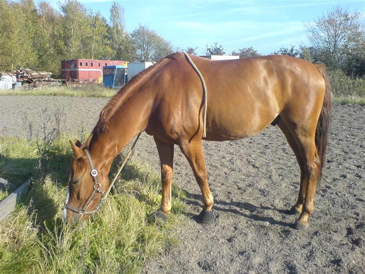 Dansk Varmblod Ascot *solgt* :'( <3 - <3love him billede 11