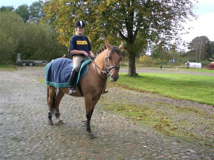 Anden særlig race Maddy *solgt* billede 12