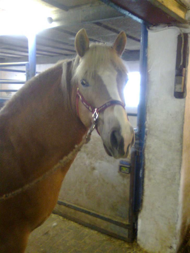 Haflinger Amanda - Nu med føl <33 billede 2