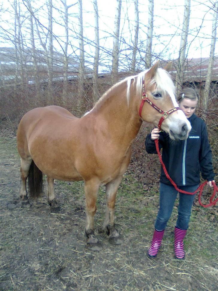 Haflinger Amanda - Nu med føl <33 billede 3